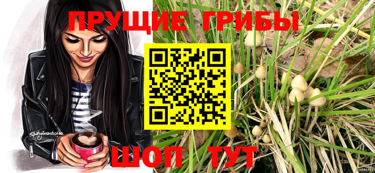 Псилоцибиновые грибы Psilocybe Сургут